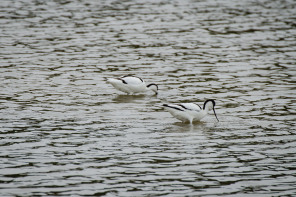 Parc ornithologique du Marquenterre
