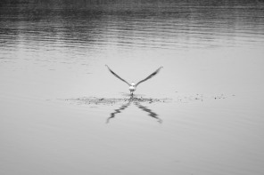 Parc ornithologique du Marquenterre