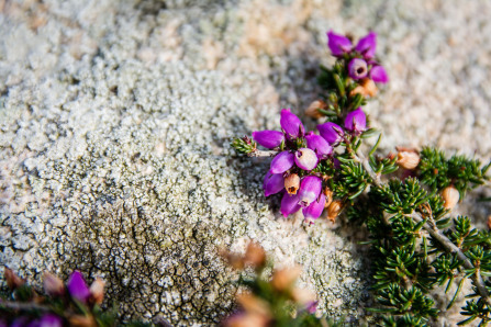 Plougasnou – Pointe de Primel Plougasnou – Pointe de Primel