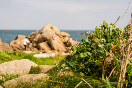Plougasnou – Pointe de Primel Plougasnou – Pointe de Primel