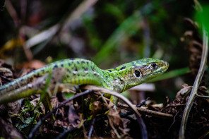 Reptile Reptile