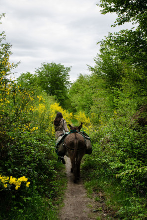 Promenade avec un âne entre Bois-le-Roi et Samois-sur-Seine Promenade avec un âne entre Bois-le-Roi et Samois-sur-Seine