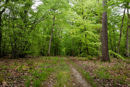 Promenade avec un âne entre Bois-le-Roi et Samois-sur-Seine Promenade avec un âne entre Bois-le-Roi et Samois-sur-Seine