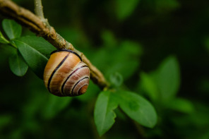Escargot Escargot