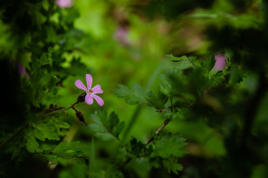 Fleur Fleur