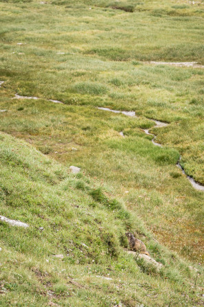 Vallon de Prariond – Marmotte !