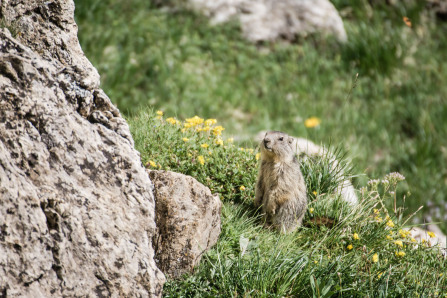 Vallon de Prariond – Qu'elles sont belles !