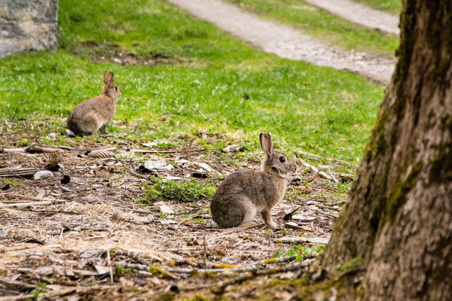 Deux coquins quelque-part dans le massif du Bargy... Deux coquins quelque-part dans le massif du Bargy...