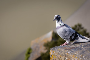 Pigeon Pigeon