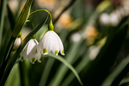 Jardin François Jardin François