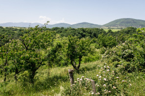 Condrieu – Sentier de l’Arbuel Condrieu – Sentier de l’Arbuel