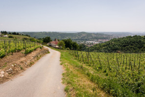 Condrieu – Sentier de l’Arbuel Condrieu – Sentier de l’Arbuel