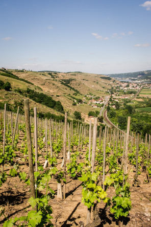 Condrieu – Sentier des Lônes en terrasses Condrieu – Sentier des Lônes en terrasses