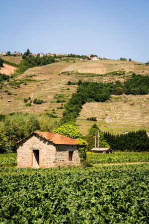 ViaRhôna vers Ampuis ViaRhôna vers Ampuis