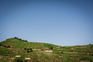 Vignobles des Côtes Rôties Vignobles des Côtes Rôties