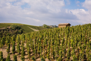 Sur les hauteurs d'Ampuis Sur les hauteurs d'Ampuis