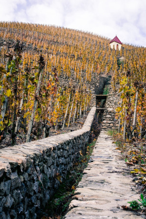Sur les hauteurs d'Ampuis Sur les hauteurs d'Ampuis