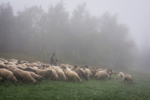 Transhumance annuelle de La Terrasse-sur-Dorlay au crêt de l'Œillon Transhumance annuelle de La Terrasse-sur-Dorlay au crêt de l'Œillon