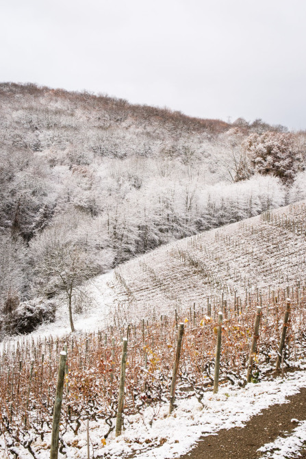 Sur les hauteurs d'Ampuis en hiver Sur les hauteurs d'Ampuis en hiver