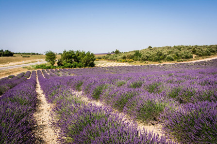 Plateau de Valensole Plateau de Valensole