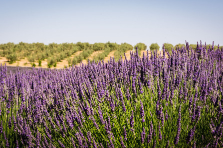 Plateau de Valensole Plateau de Valensole