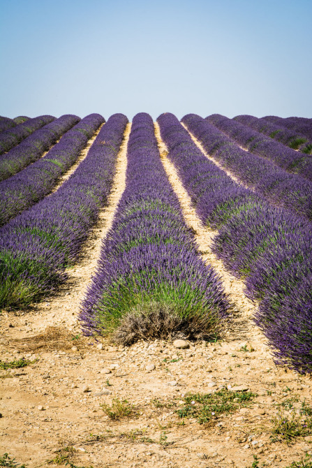 Plateau de Valensole Plateau de Valensole