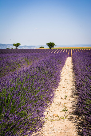 Plateau de Valensole – Devant la distillerie Angelvin Plateau de Valensole – Devant la distillerie Angelvin