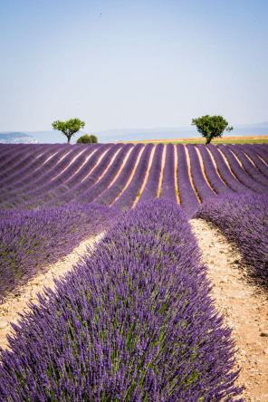 Plateau de Valensole – Devant la distillerie Angelvin Plateau de Valensole – Devant la distillerie Angelvin