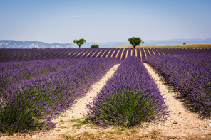 Plateau de Valensole – Devant la distillerie Angelvin Plateau de Valensole – Devant la distillerie Angelvin