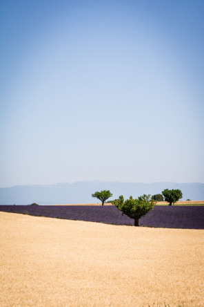 Plateau de Valensole – Devant la distillerie Angelvin Plateau de Valensole – Devant la distillerie Angelvin
