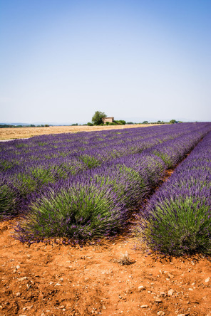 Plateau de Valensole – Route d'Oraison Plateau de Valensole – Route d'Oraison