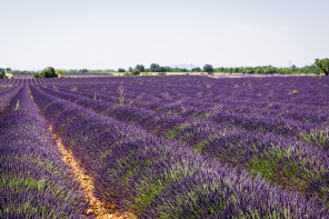Plateau de Valensole – Grand Saint-Jean Plateau de Valensole – Grand Saint-Jean