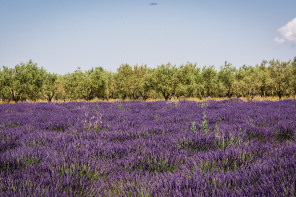 Plateau de Valensole – Grand Saint-Jean Plateau de Valensole – Grand Saint-Jean