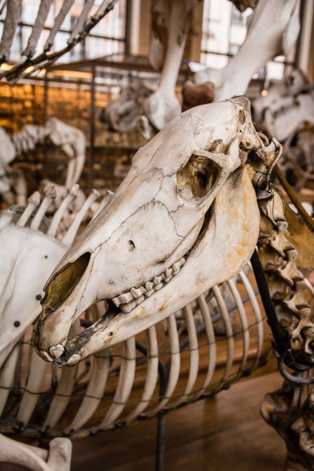 Galerie d'Anatomie comparée et de Paléontologie