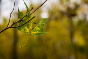 Bois de Boulogne