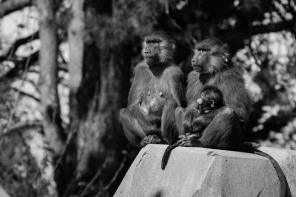 Zoo de Vincennes