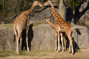 Zoo de Vincennes