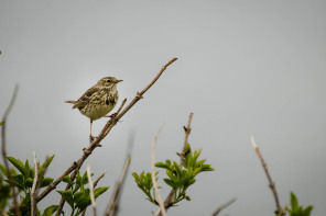 Oiseau Oiseau