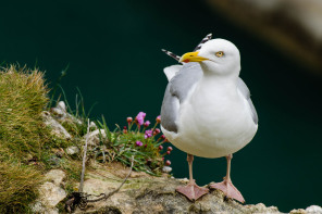 Goéland Goéland