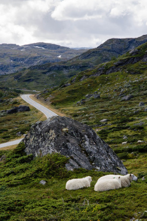 Route 50 entre Hol et Aurlandsfjord Route 50 entre Hol et Aurlandsfjord