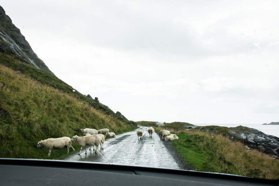 Moutons sur la route qui mène à Nesland Moutons sur la route qui mène à Nesland