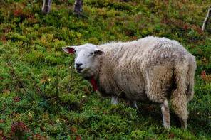 Randonnée de Vidasethovden Randonnée de Vidasethovden