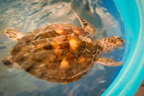 Hôtel Le Méridien – Centre de protection des tortues Hôtel Le Méridien – Centre de protection des tortues