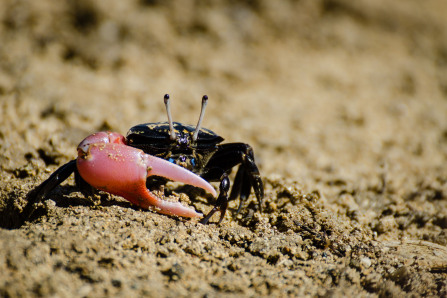 Crabe Crabe