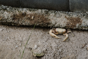 Crabe Crabe