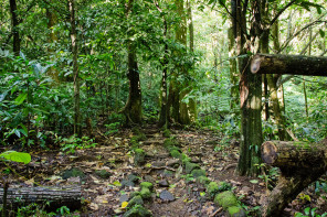 Début de la randonnée des 3 cocotiers Début de la randonnée des 3 cocotiers
