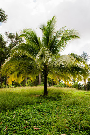 Lycée agricole d’Opunohu Lycée agricole d’Opunohu