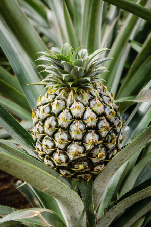 Lycée agricole d’Opunohu – Ananas Lycée agricole d’Opunohu – Ananas