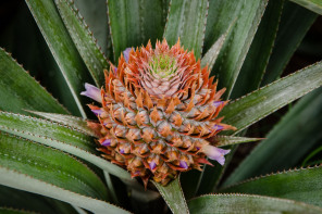 Lycée agricole d’Opunohu – Ananas Lycée agricole d’Opunohu – Ananas