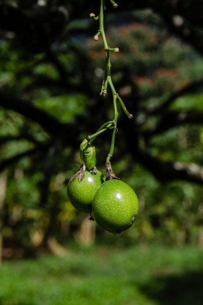 Lycée agricole d’Opunohu – Fruits de la passion Lycée agricole d’Opunohu – Fruits de la passion